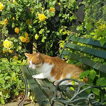 't Pakhuis 4* Meteren